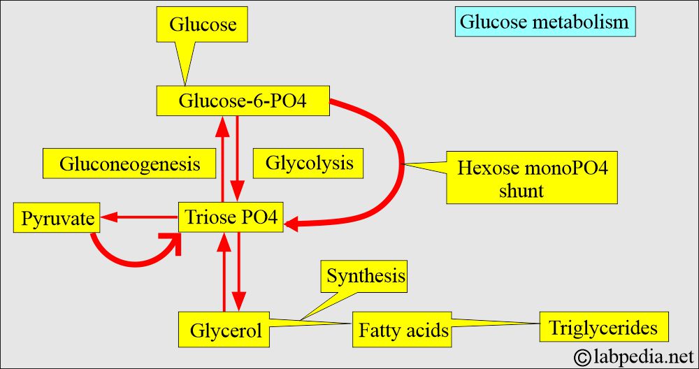 Glucose triose pathway Glucose triose pathway