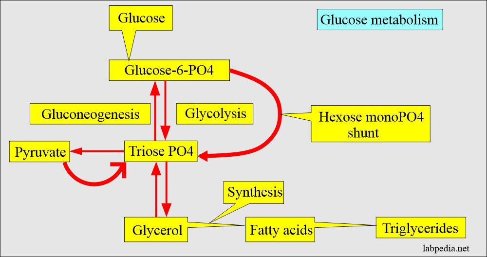 Glucose metabolism