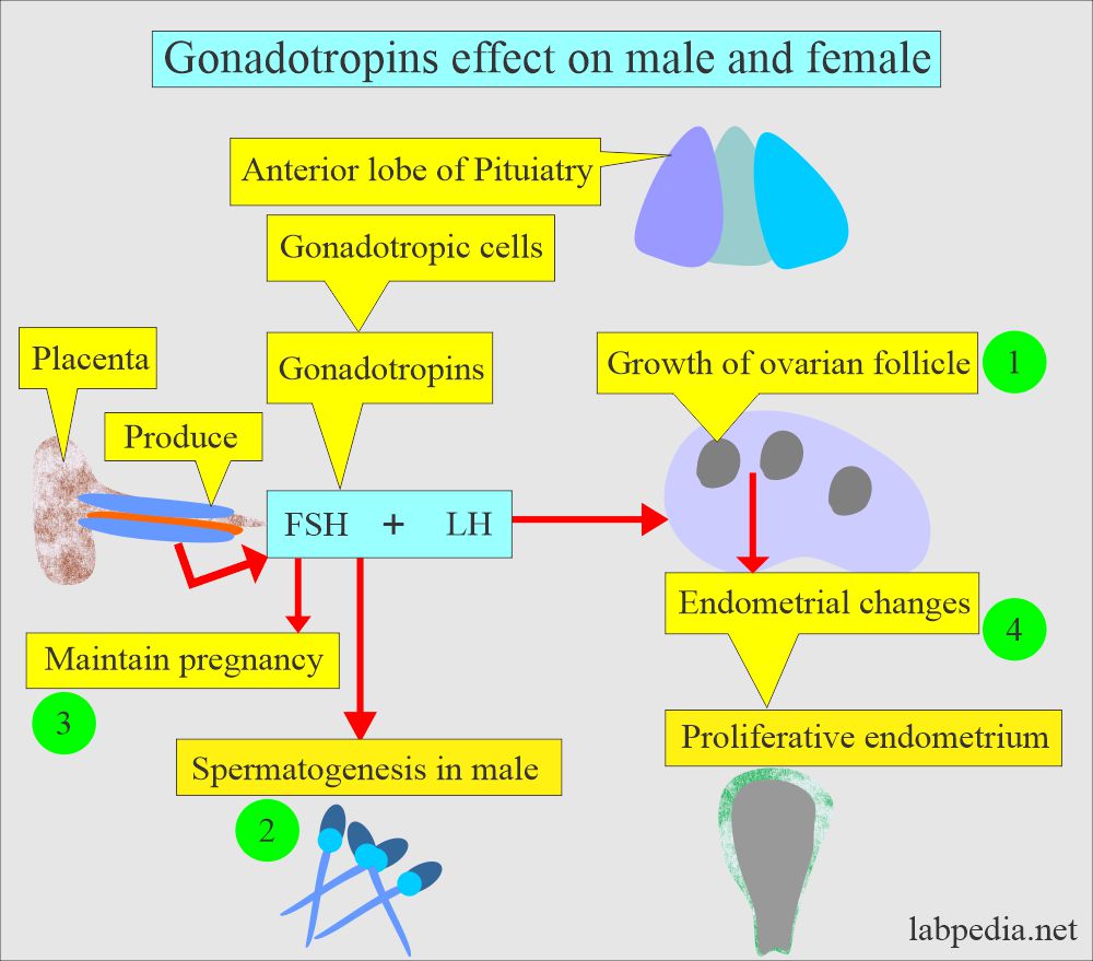 Gonadotropins (FSH+LH) effect on male and female