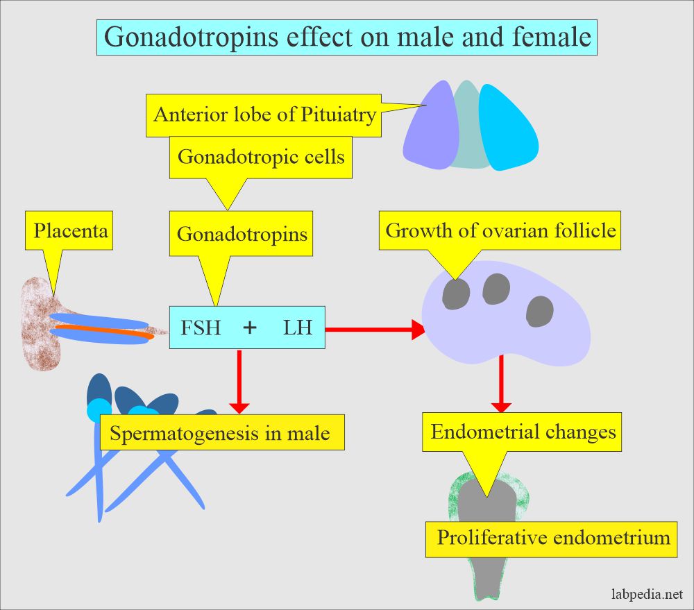 Gonadotropins FSH and LH effect in male and female