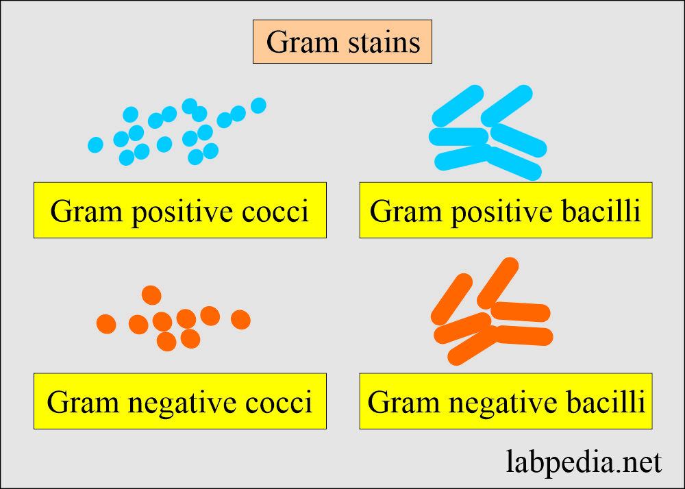Gram negative and positive bacteria