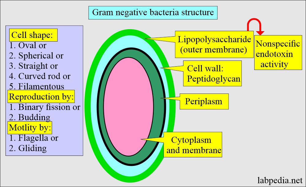 Gram negative bacteria