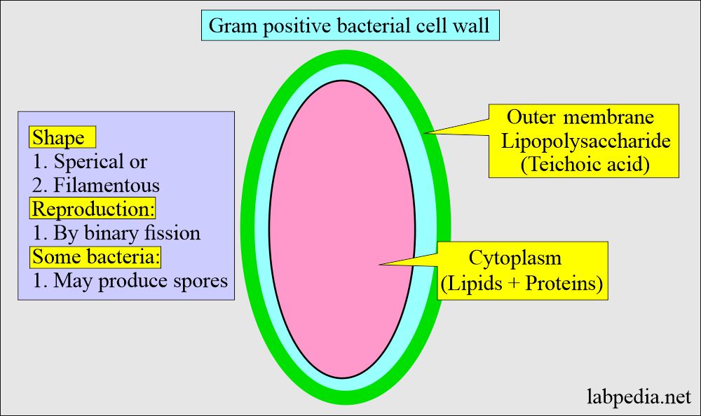 Gram positive bacteria cell wall