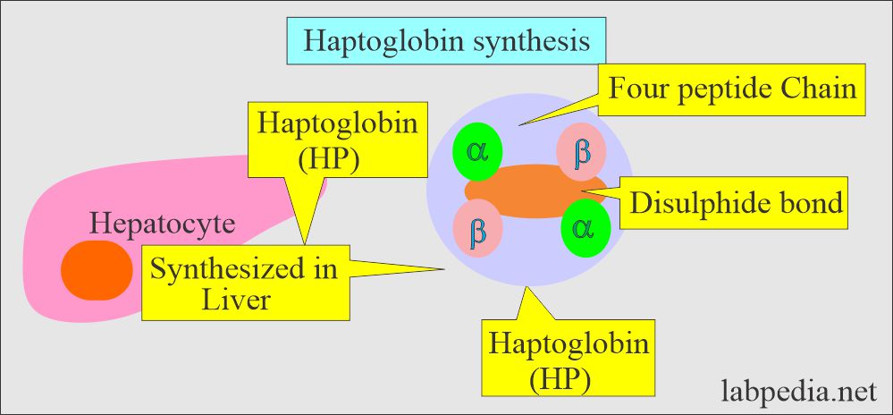 Haptoglobin structure