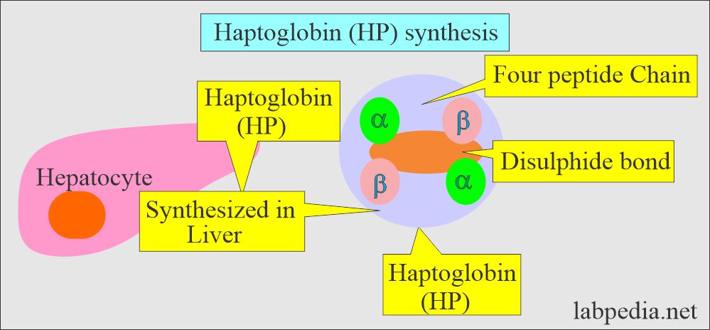 Haptoglobin (HP) Structure
