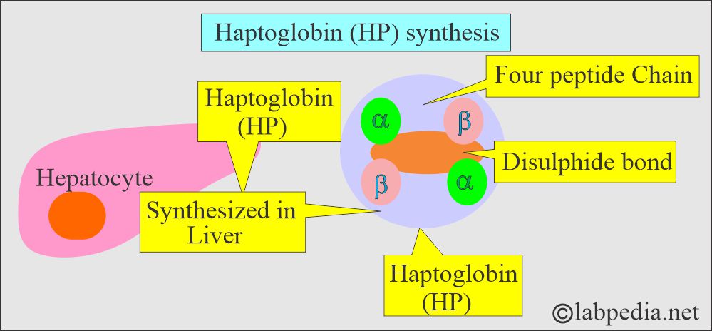 Haptoglobin structure Haptoglobin structure