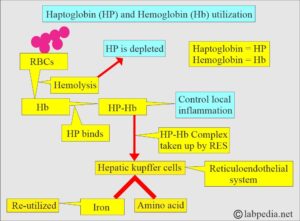 Haptoglobin Haptoglobin (HP), Acute Phase Protein - Labpedia.net