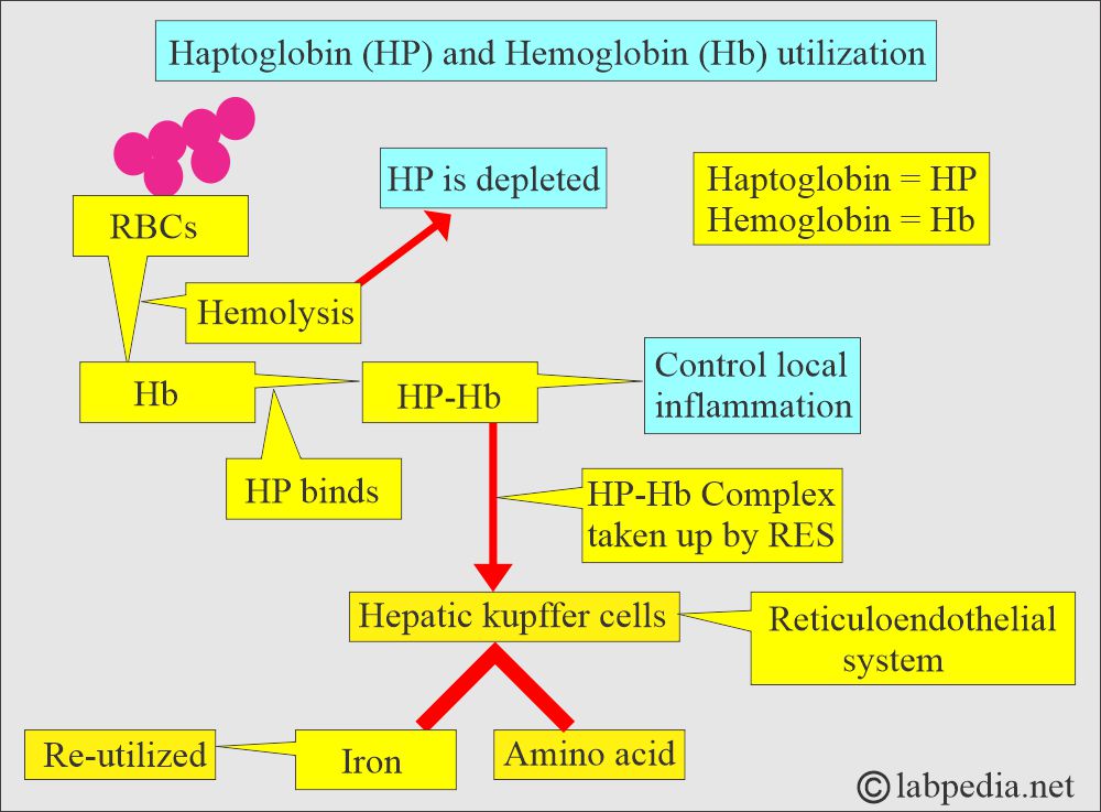 Haptoglobin and its role in hemolysis Haptoglobin and its role in hemolysis