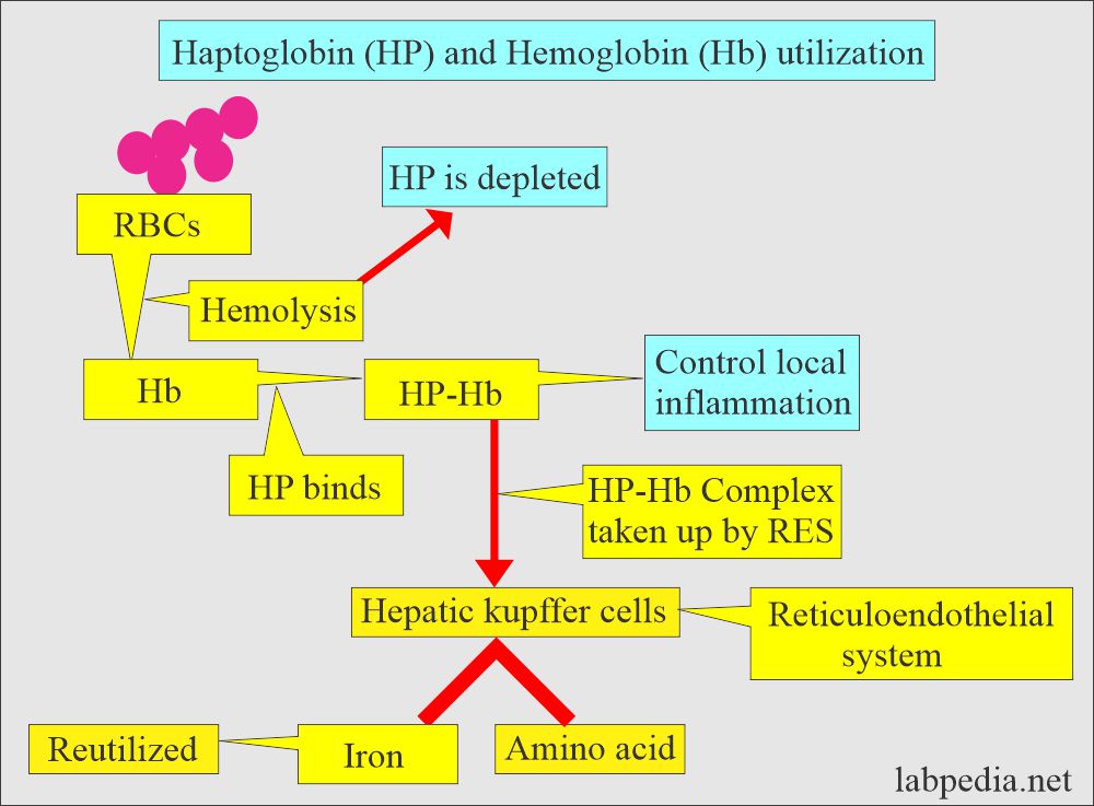 Haptoglobin (HP) and Hemoglobin (Hb) complex role in inflammation and hemolysis