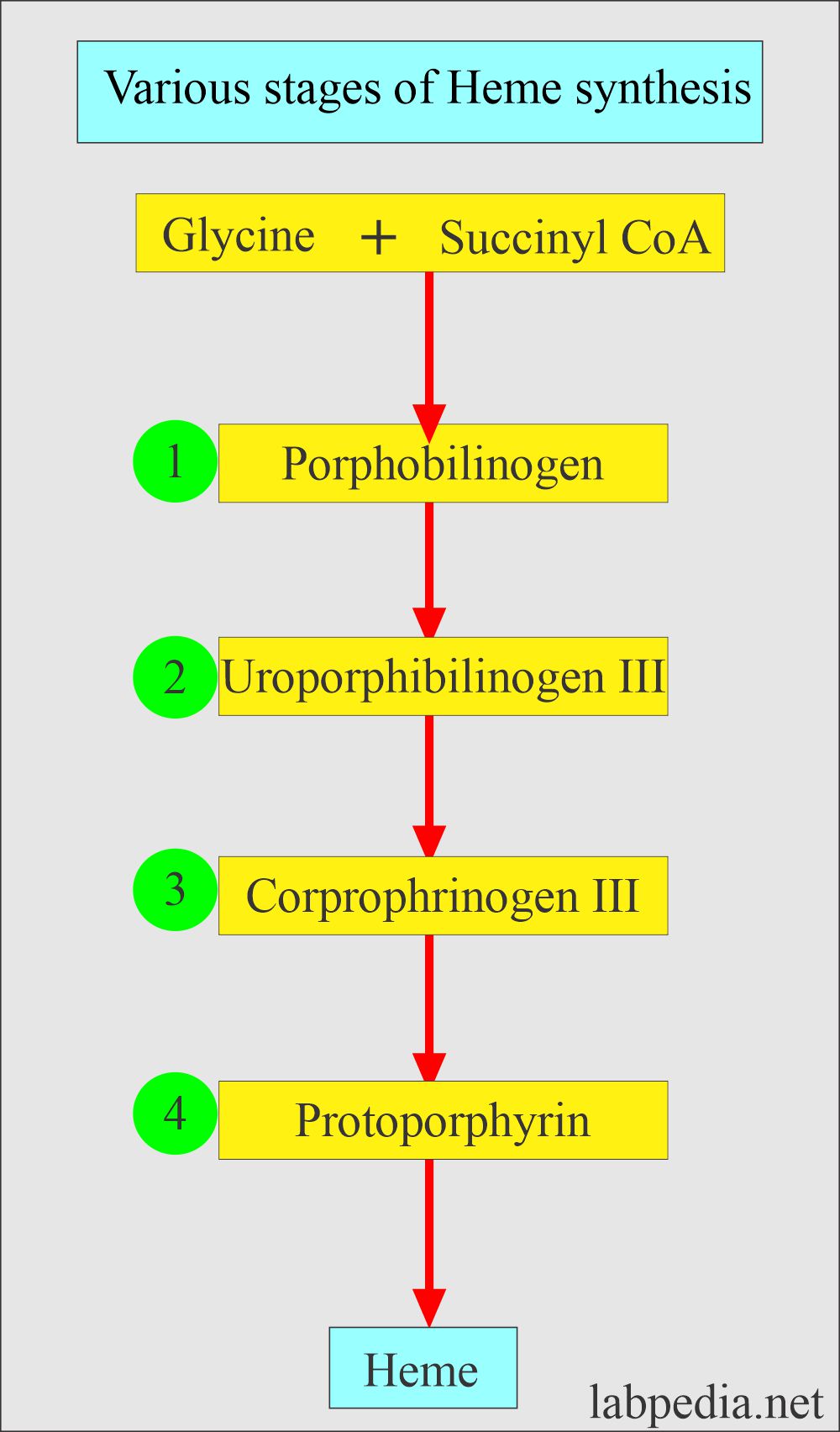 Porphyrias: Various stages of heme synthesis 