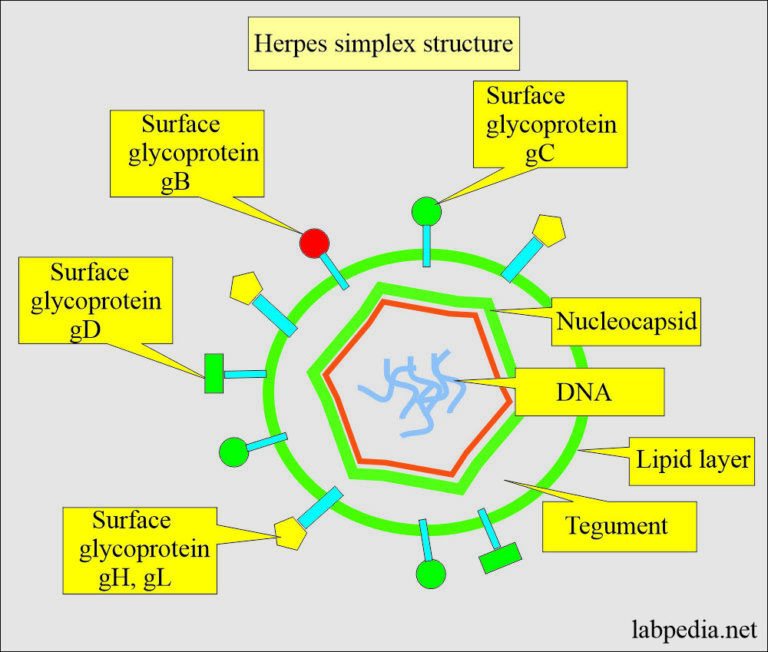TORCH Profile Part 3 Herpes simplex (Herpesvirus type 1 and type 2