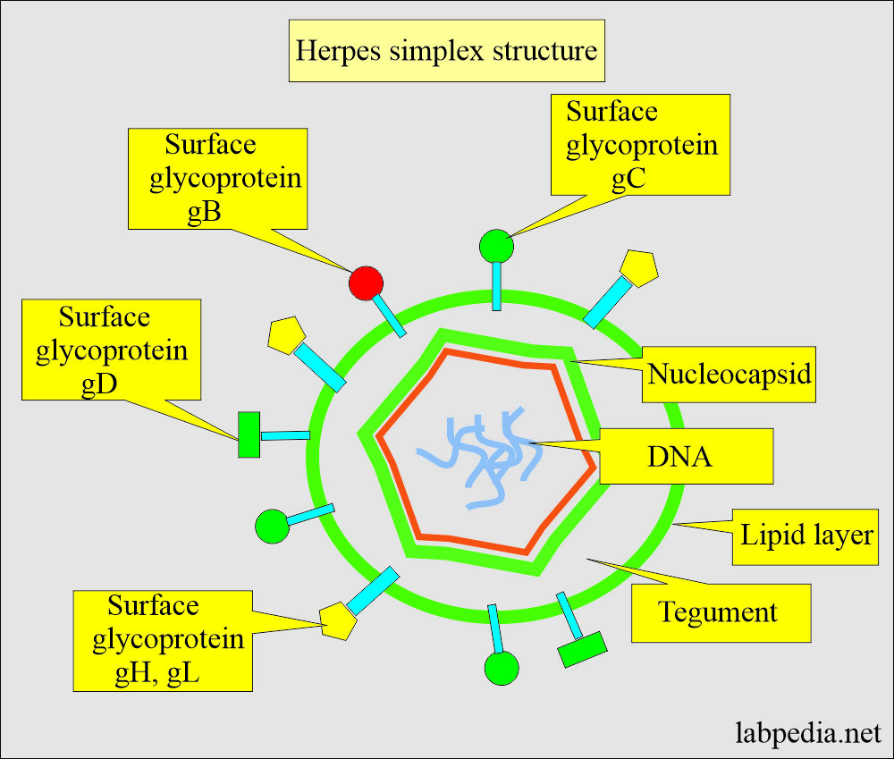 Herpes simplex virus structure