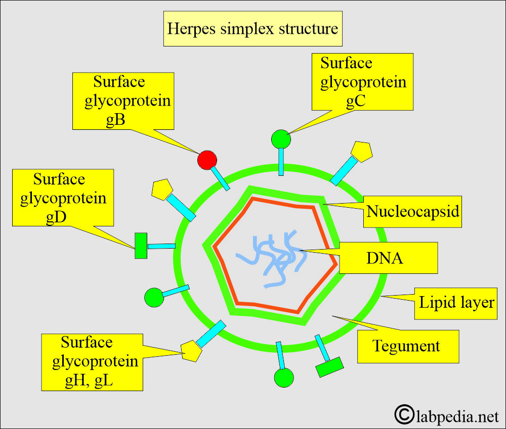 Herpes Simplex Virus (HSV) structure