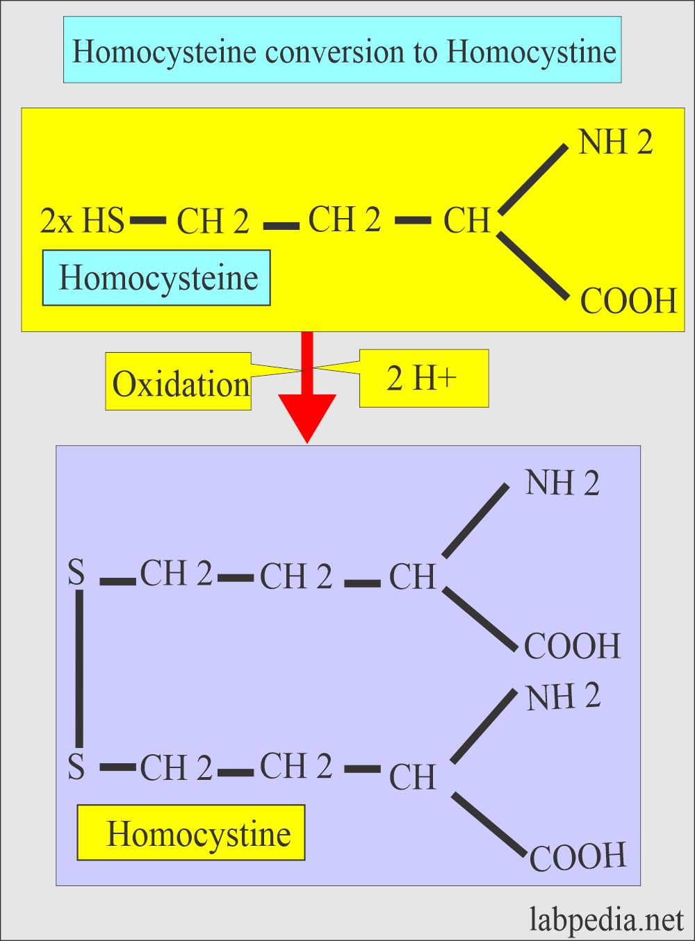 Homocysteine (Homocysteinemia): Homocysteine conversion to Homocystine