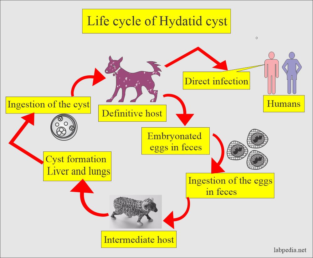 Hydatid cyst life cycle