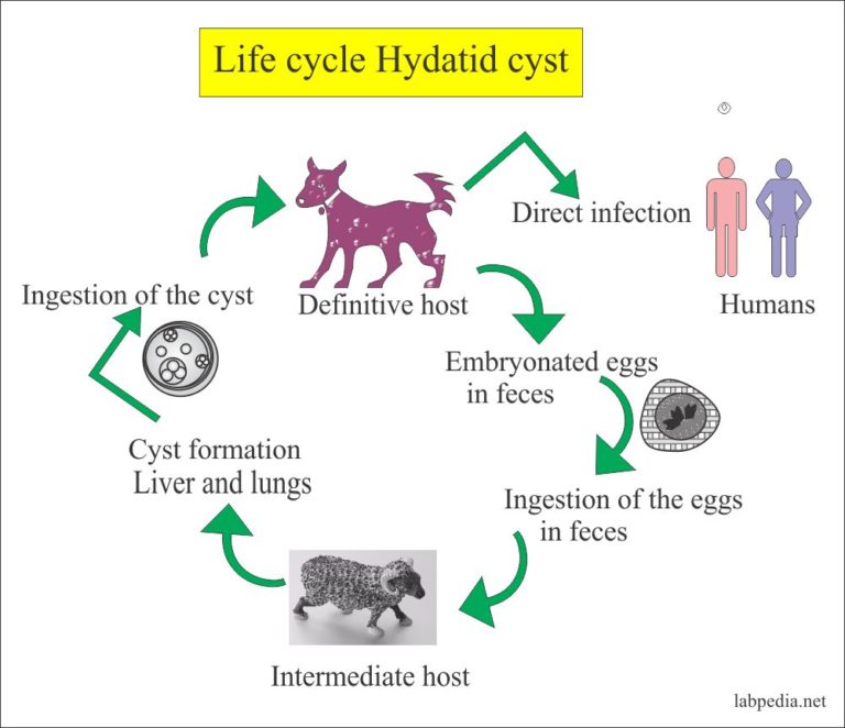 Echinococcus Granulosus, Hydatid Disease, Hydatid Cyst – Labpedia.net