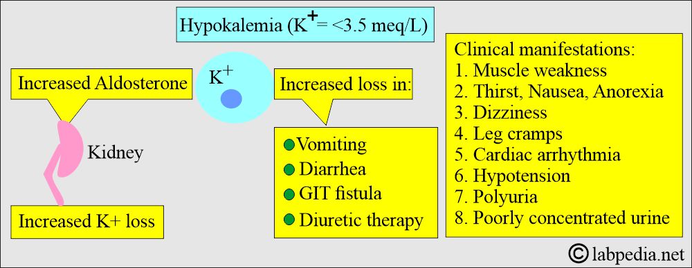 Mechanism of Hypokalemia Mechanism of Hypokalemia