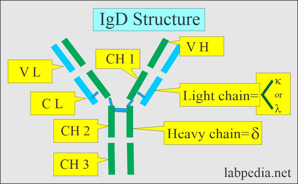 Immunoglobulin D (IgD) structure