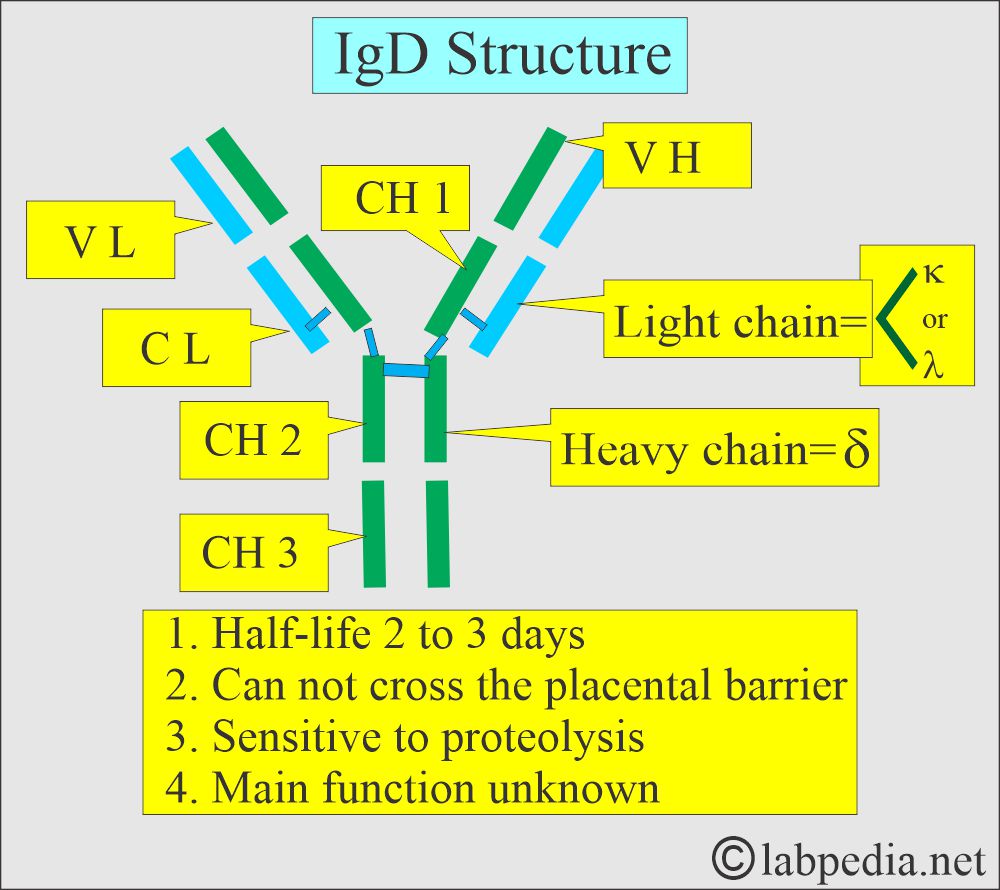 IgD structure and functions
