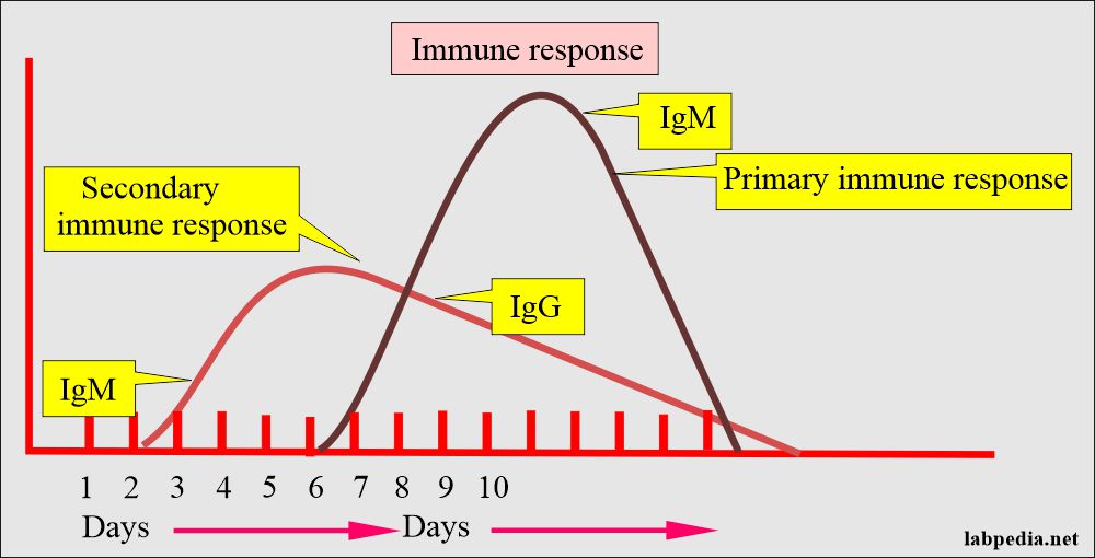 Immune response, primary and secondary