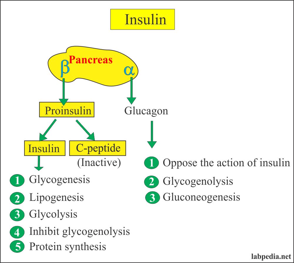 C Peptide Insulin C Peptide Proinsulin C Peptide Labpedia Net   Insulin 2 