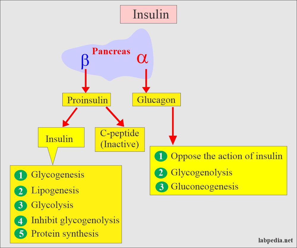 Insulin formation and functions