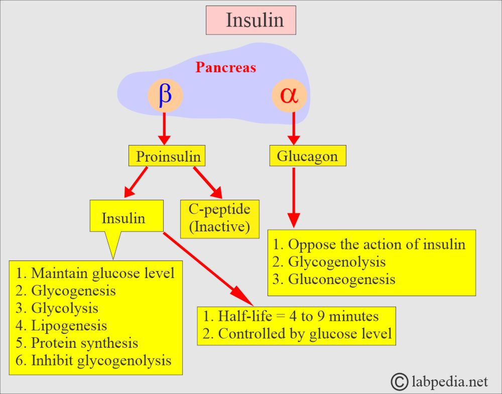 Insulin action on the tissue