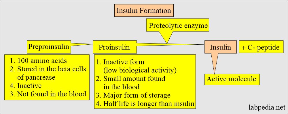 Insulin formation