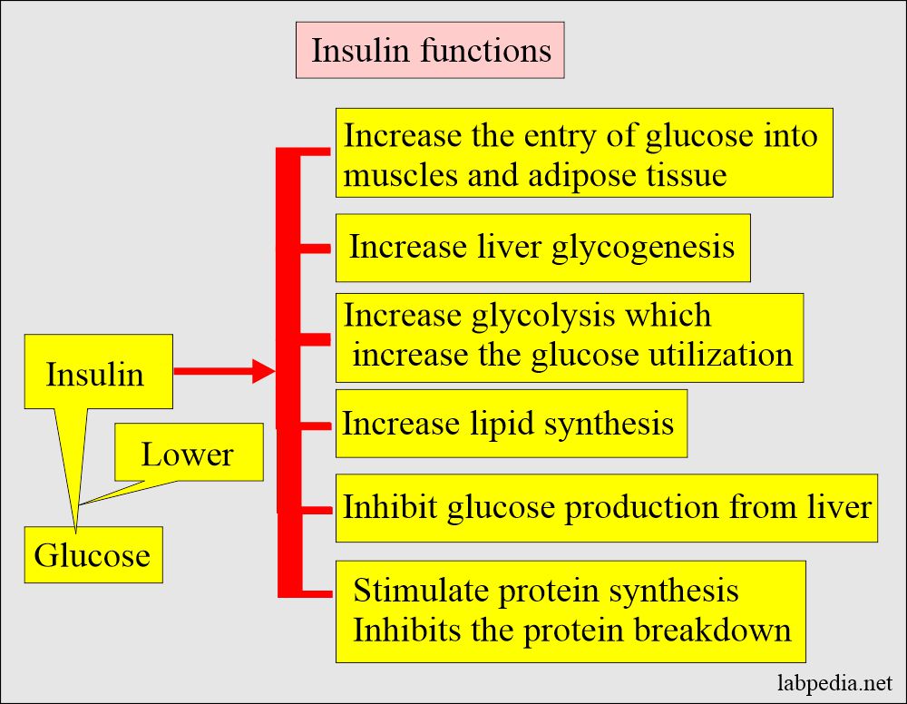 Insulin functions