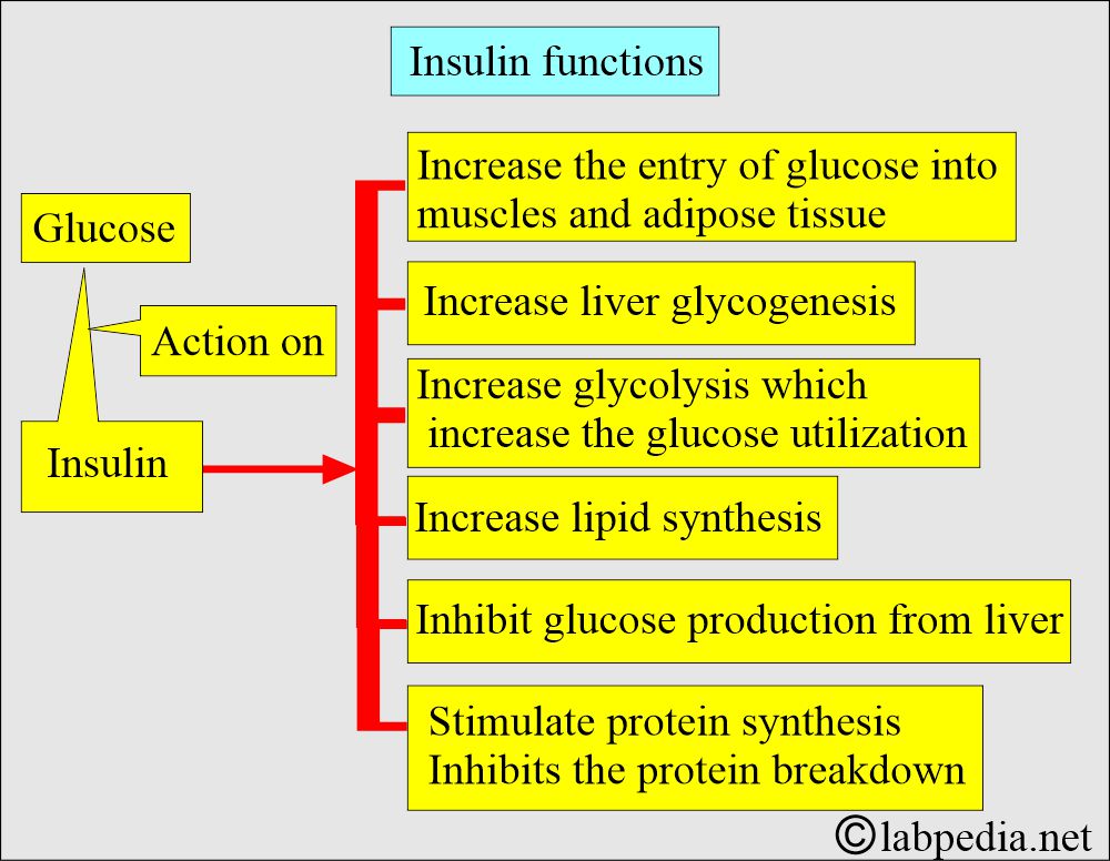 Insulin functions Insulin functions