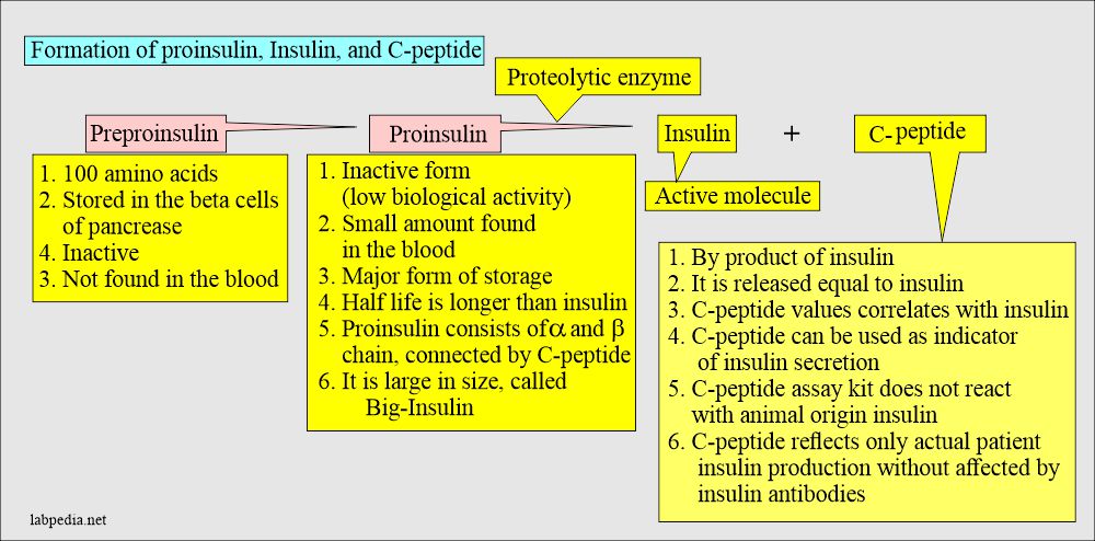 Insulin, proinsulin, and C-peptide synthesis