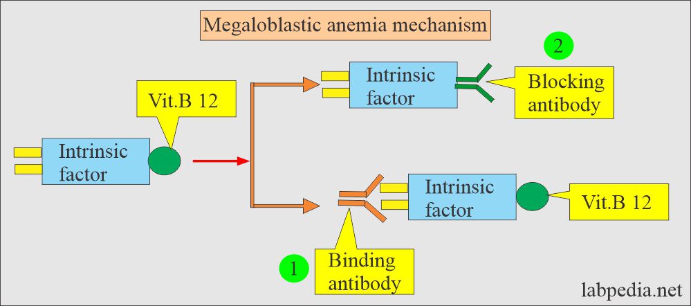 Mechanism of megaloblastic anemia
