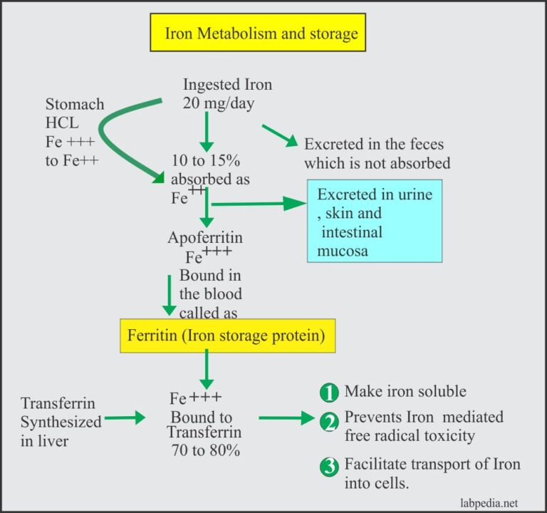 Anemia:- Part 2 – Iron Deficiency Anemia, Microcytic and hypochromic ...