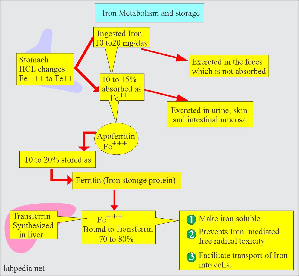 Iron metabolism and absorption