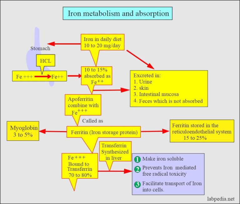 Anemia:- Part 2 - Iron Deficiency Anemia, Microcytic And Hypochromic ...