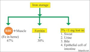 transferrin tibc saturation labpedia binding capacity