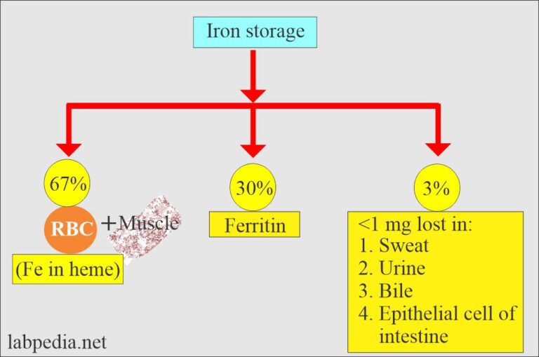 Iron Metabolism, Total Iron Binding Capacity (TIBC), Transferrin and ...