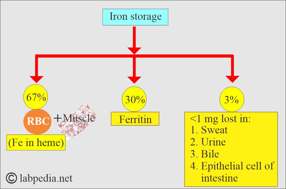 Iron distribution in the body