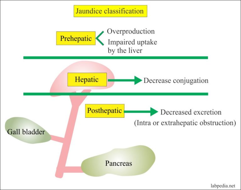 bilirubin-types-bilirubin-levels-chart-and-causes-of-high-bilirubin-levels