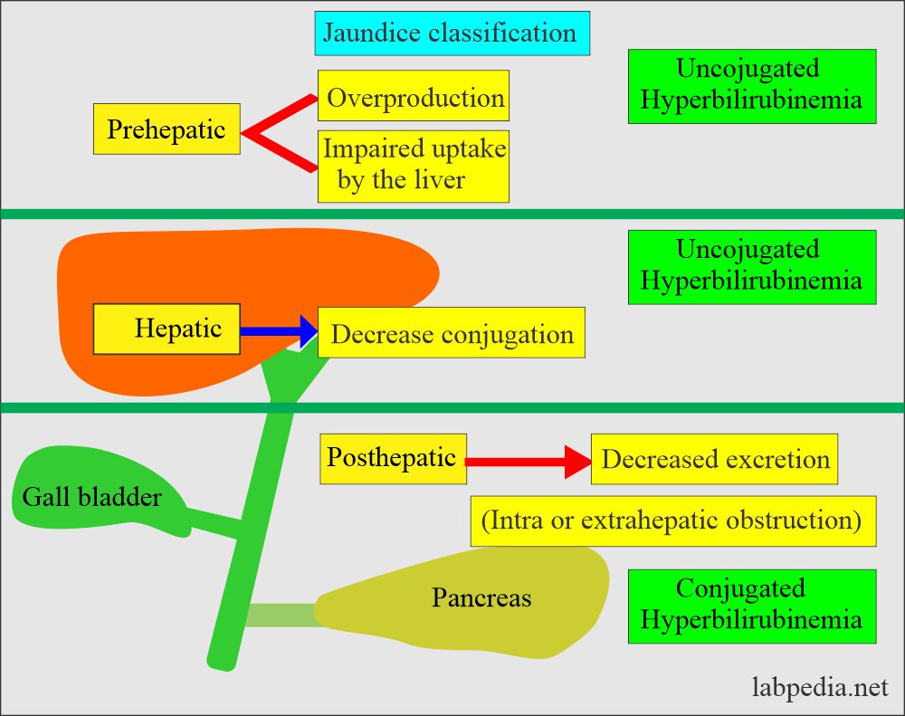 how-to-increase-bilirubin-goalrevolution0