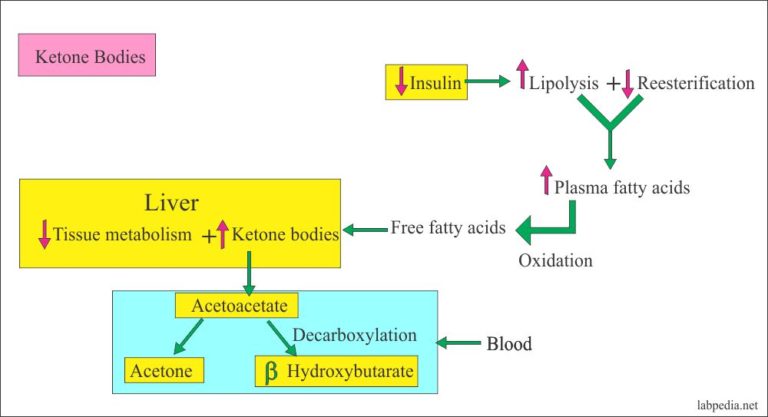 Ketoacidosis diagnosis, Diabetic Ketoacidosis – Labpedia.net