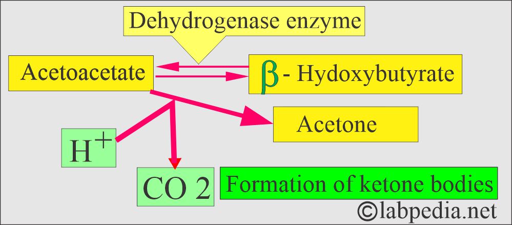 ketone bodies formation ketone bodies formation