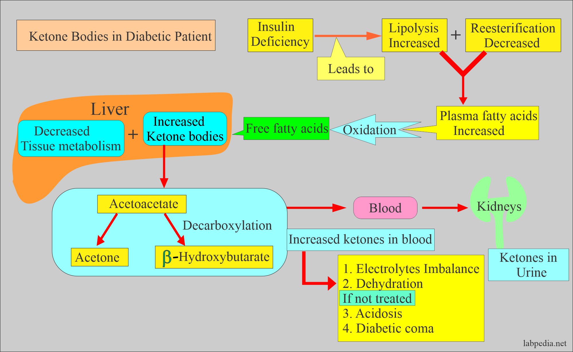 ketone bodies formation in the diabetic patient