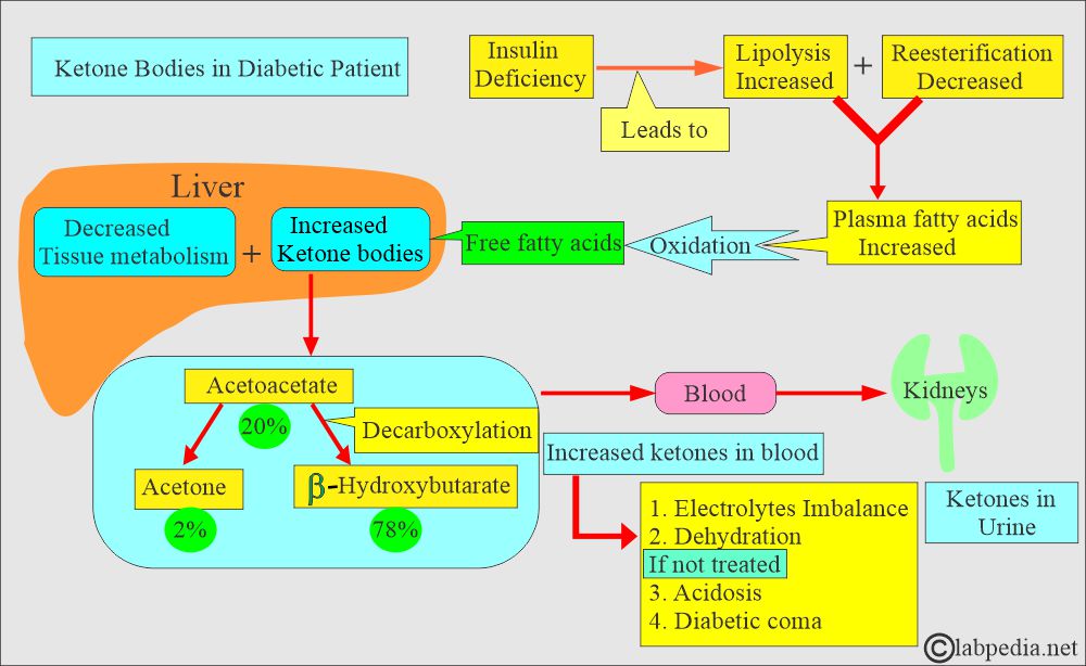 ketone bodies' metabolism ketone bodies' metabolism