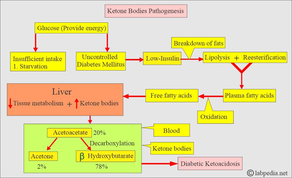ketone bodies pathogenesis ketone bodies pathogenesis