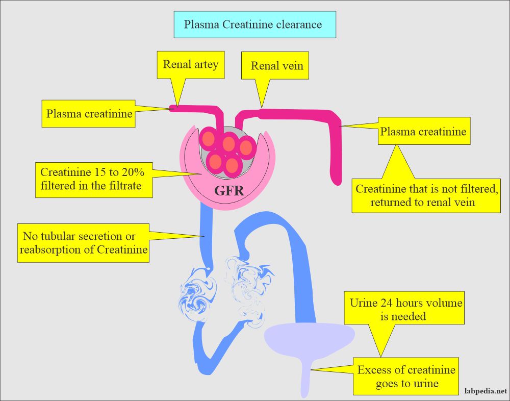 Creatinine excretion from the blood