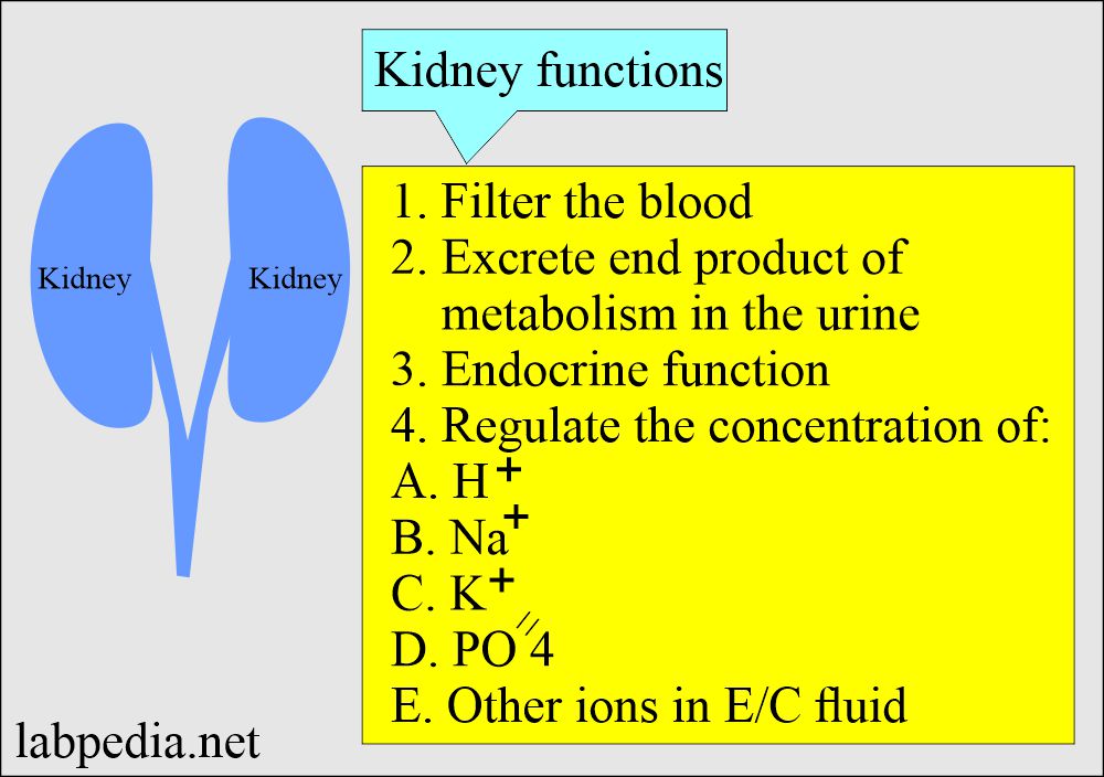 Renal Function Tests: kidney functions