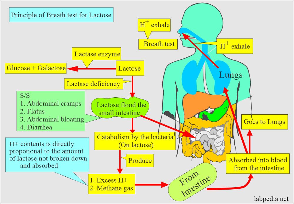 lactase enzyme deficiency breath test