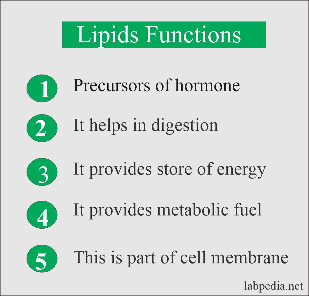 Lipids function