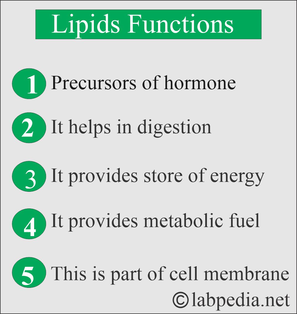 Lipids function Lipids function
